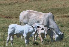 A criação de um pasto maternidade pode ajudar a diminuir a taxa de mortalidade nos rebanhos. O pasto maternidade foi ...