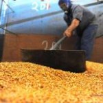 Uma estimativa divulgada pela Safras & Mercado indica que o Brasil poderá colher 75,171 milhões de toneladas de milho na ...