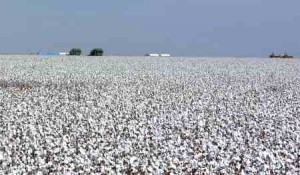 Os cotonicultores aderiram ao uso de biotecnologia na safra de algodão 2012/13. Conforme a pesquisa Painel Amis, realizado pela Kleffmann, até a safra passada (2011/12) as sementes convencionais eram utilizadas na maior parte da área: 73%. No entanto, na safra 2012/13 houve ...
