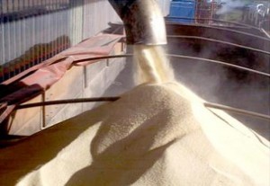 A produção de açúcar da Índia no atual ano comercial deverá cair 5% ante a previsão anterior, devido a chuvas intensas nas principais áreas produtoras, e também pelo desvio de parte da cana-de-açúcar para a produção de açúcar mascavo, disse ...