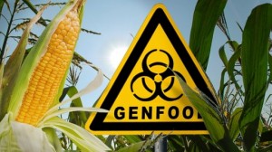 Investidores da companhia de agronegócio Monsanto rejeitaram, na reunião anual de acionistas que aconteceu nessa semana em Nova York (EUA), uma proposta que forçaria a empresa a indicar em rótulos a presença de ingredientes geneticamente modificados. Os votos a favor ...