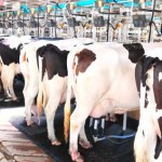 Segundo levantamento da Scot Consultoria, a pecuária leiteira de alta tecnologia, com produção de 25 mil litros por hectare ao ...