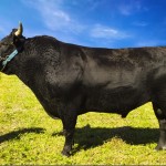 Os bovinos da raça wagyu apresentam rentabilidade acima da média. O diretor de marketing da Associação Brasileira dos Criadores de ...