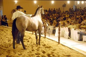 A Associação Brasileira de Criadores de Cavalo Quarto de Milha (ABQM) está contente com os resultados obtidos no ano de 2013. Segundo dados fornecidos pelas empresas leiloeiras, a raça ultrapassou a marca de R$ 168 milhões em vendas no ano ...
