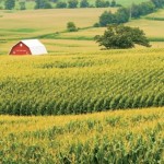 Segundo a primeira estimativa de área divulgada pelo Departamento de Agricultura dos Estados Unidos, na última semana, o milho vai perder 800 ...