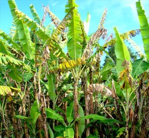 A Organização das Nações Unidas para a Agricultura e Alimentação (FAO) alertou para uma potencial e massiva destruição da produção de bananas diante de uma doença que se espalha da Ásia para a África e o Oriente Médio. A FAO ...