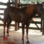 Os acidentes envolvendo cavalos e cercas de arame liso estão se tornado muito comum em haras e fazendas de todo ...