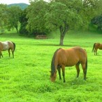 O cavalo é um dos animais mais exigentes quando se trata de alimentação. Água suja, comida mal servida ou sem ...