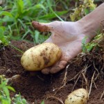 Três cultivares de batata desenvolvidos pelo Instituto Agronômico (IAC), de Campinas (SP), foram expostos na Agrishow 2014. A novidade deste ...