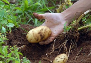 Três cultivares de batata desenvolvidos pelo Instituto Agronômico (IAC), de Campinas (SP), foram expostos na Agrishow 2014. A novidade deste ano foi mostrar os materiais plantados em sistema orgânico, em vasos. Os estudos estão sendo realizados por pesquisadores do IAC ...