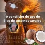 Segue abaixo uma lista de 10 benefícios do uso de óleo de coco nos cavalos: 1. Melhora do Intestino – O ...