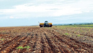 Vazio Sanitário em Mato Grosso