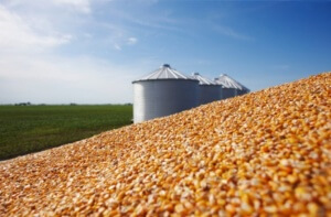 Produção brasileira de grãos deve ser de 196,5 milhões de toneladas. A área cultivada de grãos chegará a 58,2 milhões de hectares