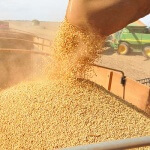 Preço da soja em julho no mundo Os preços externos da soja em grão e do farelo caíram com força ...