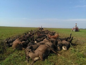 Animais se amontoam para fazer sombra uns aos outros e morrem de calor na Argentina