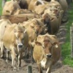 Rebanho jersey oferece leite com maior nível de proteína e gordura, conforme associação. Criadores da região sul do Rio Grande ...