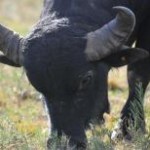 A produção de carne de búfalo para cortes especiais ganha cada vez mais adeptos em São Paulo, de acordo com ...