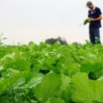 A área cultivada com soja em Mato Grosso do Sul deve crescer 15% na safra que começa a ser semeada ...