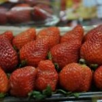 Para diversificar a produção do morango, produtores da região do Vale do Caí, no Rio Grande do Sul, estão apostando ...