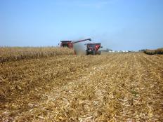 A seca que atinge as lavouras dos Estados Unidos e pode resultar numa perda de 30% no milho e de ...