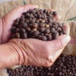 Em agosto, as exportações de café não torrado, em grão, foram superiores ao resultado de julho, segundo dados do Ministério ...