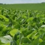 Os produtores brasileiros devem migrar do arroz para a soja e o milho, que atualmente estão oferecendo retornos maiores, projetou ...