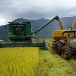 O interesse de comercialização de arroz em casca por orizicultores e beneficiadoras do Rio Grande do Sul esteve ligeiramente menor ...