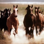Um pouco da História dos Cavalos, um animal que sem dúvidas é um dos melhores amigos do homem. Descendente de ...