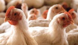 Confira os índices do Boletim Agronegócio.net desta sexta-feira, 14 de fevereiro 2014. Frango Enquanto os preços do frango vivo seguem em queda, as cotações das carnes de frango congelada e resfriada apresentam altas no atacado em algumas regiões, interrompendo o ...