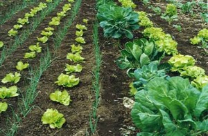 Com dez anos de existência, o Programa de Aquisição de Alimentos da Agricultura Familiar  PAA já comercializou mais de quatro ...