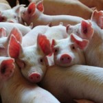 O preço do suíno vivo subiu nesta semana na maioria das regiões acompanhadas pelo Cepea. Segundo alguns colaboradores, o peso ...