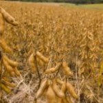 Buscando desenvolver variedades de sementes geneticamente modificadas de cana-de-açúcar, soja, milho, arroz e trigo resistentes à seca a Universidade Federal ...