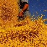 A China deve importar um volume recorde de 57 milhões de toneladas de soja este ano, projetou nesta segunda, dia ...