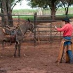 O peão mineiro Bruno Marzola, de 29 anos, adepto à técnica de doma racional de cavalos, disseminada pelo norte-americano Monty ...