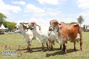 A Expo Rio Preto sediou a 3ª Exposição Oficial de Gir Leiteiro e contou com a presença de animais destaque ...