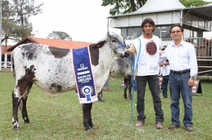 A Expo Rio Preto premiou na tarde de quinta-feira (11), as primeiras campeãs da raça Girolando. Foram definidos os campeonatos ...