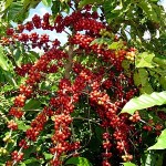 O início da primavera é um período de atenção com o manejo preventivo de doenças do cafeeiro comuns do período. ...