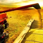 A intenção de plantio da safra de grãos 2012/2013 aponta para um crescimento recorde de produção, se comparado à safra ...