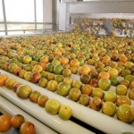 O primeiro leilão de laranja do Prêmio Equalizador Pago ao Produtor Rural (Pepro), realizado na sexta-feira, 28 de setembro, teve ...