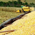 Segundo o  Ministério da Agricultura o Valor Bruto da Produção (VBP) das principais lavouras brasileiras pode alcançar R$ 297,9 bilhões ...