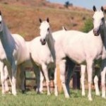 Com apenas dois pontos de diferença, o peão Cristiano Antunes, montando Aragon JOT da Fazenda Utopia de Cambará do Sul ...