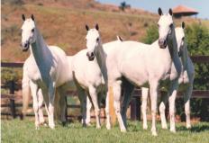 Com apenas dois pontos de diferença, o peão Cristiano Antunes, montando Aragon JOT da Fazenda Utopia de Cambará do Sul (RS), se sagrou Grande Campeão de Função do cavalo Mangalarga. O conjunto somou 36 pontos nas quatro etapas disputadas durante ...