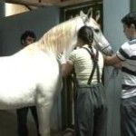 O programa Mangalarga Marchador TV mostrou a tradição do Haras São Francisco, em Uberaba (MG), nos cuidados com a pelagem ...