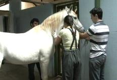 O programa Mangalarga Marchador TV mostrou a tradição do Haras São Francisco, em Uberaba (MG), nos cuidados com a pelagem ...