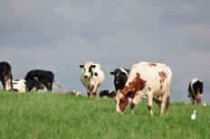 O mercado de inseminação artificial de bovinos está em ascensão no Brasil, com um crescimento anual de 12% e uma ...