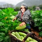 O governo federal instituiu na última terça, dia 20, a Comissão Nacional de Agroecologia e Produção Orgânica (Cnapo) que construirá ...