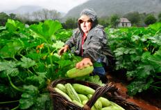 O governo federal instituiu na última terça, dia 20, a Comissão Nacional de Agroecologia e Produção Orgânica (Cnapo) que construirá ...