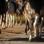 Chega ao fim a cavalgada organizada por criadores da raça crioula que atravessou 03 estados brasileiros. A viagem começou no ...