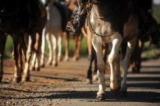 Chega ao fim a cavalgada organizada por criadores da raça crioula que atravessou 03 estados brasileiros. A viagem começou no ...