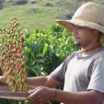 As riquezas geradas no campo no Brasil estão concentradas em seis Estados, que somados respondem por 60,9% do Produto Interno ...